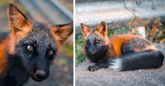 Photographer Spends 8 Weeks Photographing This Majestic Cross Fox And Here's 20 Of His Best Shots