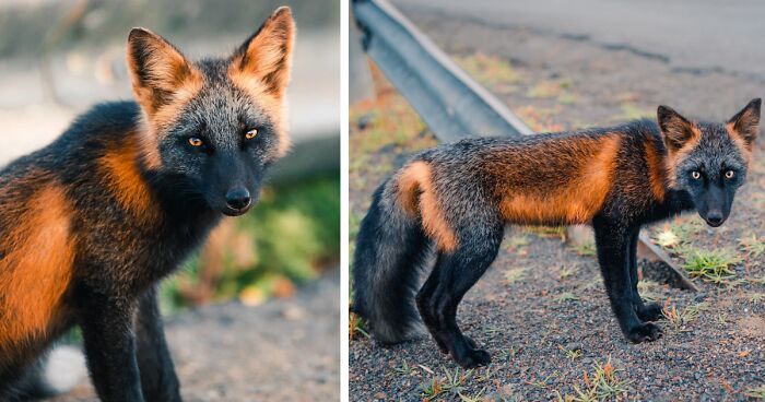 Guy Spends 8 Weeks Photographing A Cross Fox, And These 20 Pics Are Absolutely Gorgeous