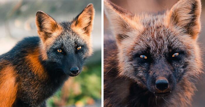 Guy Earns The Trust Of A Stunning Cross Fox, Spends 8 Weeks Photographing It