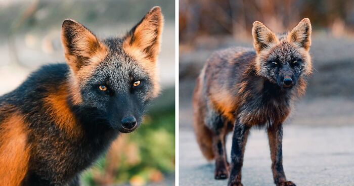 Photographer Earns The Trust Of A Uniquely Colored Fox And Takes Stunning Pictures (20 Pics)