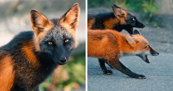 Photographer Captures Mythic-Looking Black And Orange Fox (20 Pics)