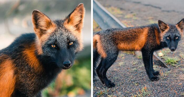 Guy Meets Stunning Black And Orange Fox In A Small Town In Newfoundland (20 Pics)