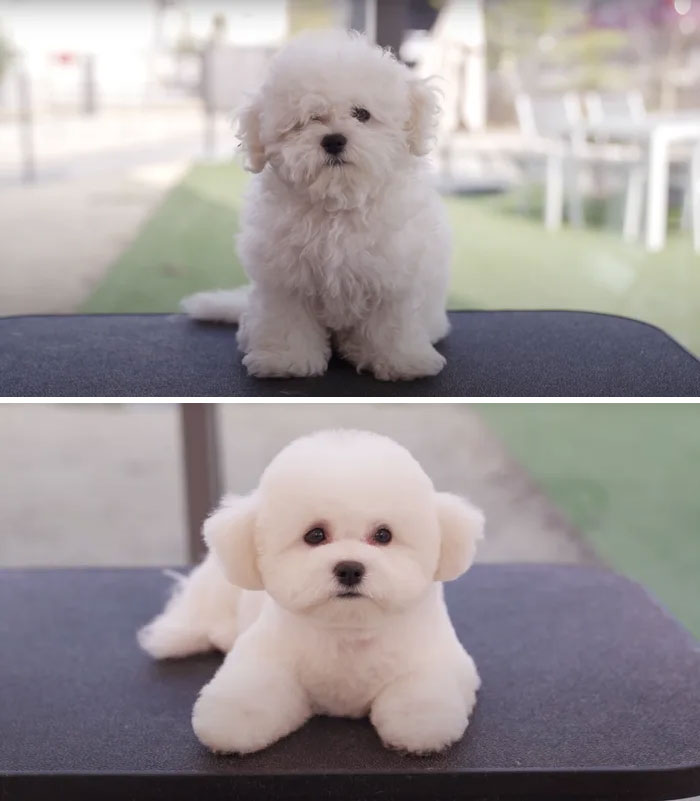 Dogs-Haircut-Before-After-Groomer-Shu-And-Tree