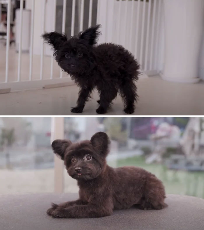 Dogs-Haircut-Before-After-Groomer-Shu-And-Tree