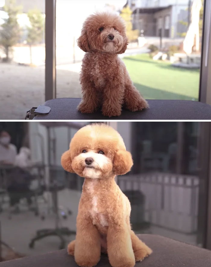 Dogs-Haircut-Before-After-Groomer-Shu-And-Tree