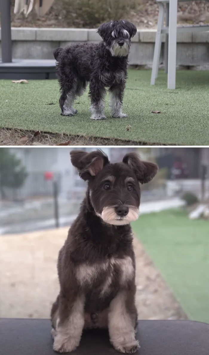 Dogs-Haircut-Before-After-Groomer-Shu-And-Tree