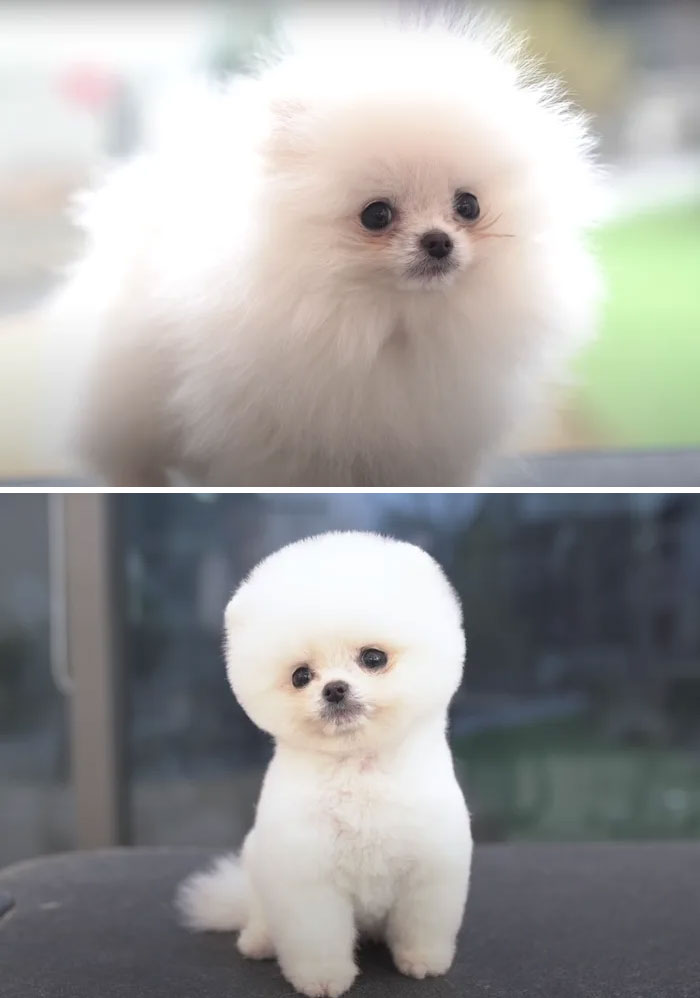 Dogs-Haircut-Before-After-Groomer-Shu-And-Tree