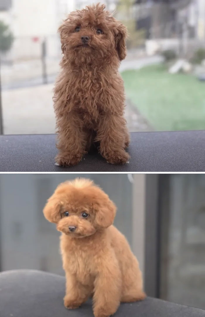 Dogs-Haircut-Before-After-Groomer-Shu-And-Tree