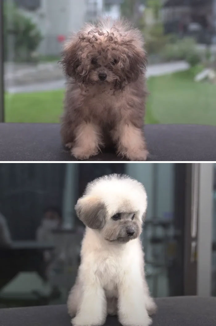 Dogs-Haircut-Before-After-Groomer-Shu-And-Tree