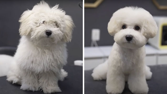 Dogs-Haircut-Before-After-Groomer-Shu-And-Tree