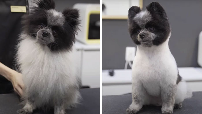 Dogs-Haircut-Before-After-Groomer-Shu-And-Tree