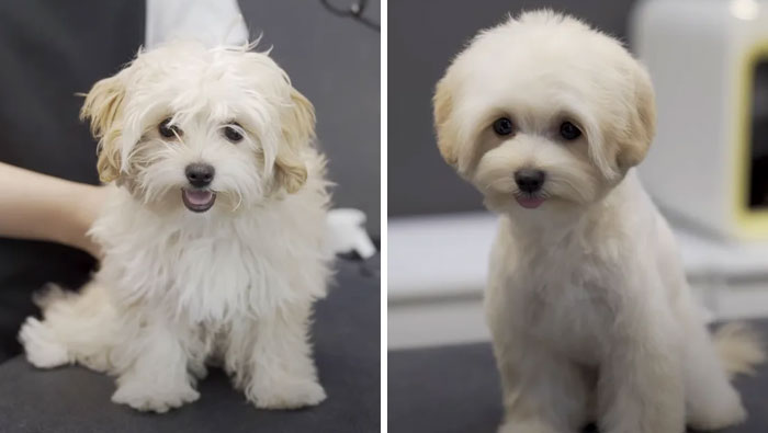 Dogs-Haircut-Before-After-Groomer-Shu-And-Tree