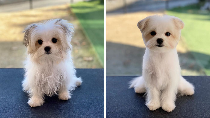 Dogs-Haircut-Before-After-Groomer-Shu-And-Tree