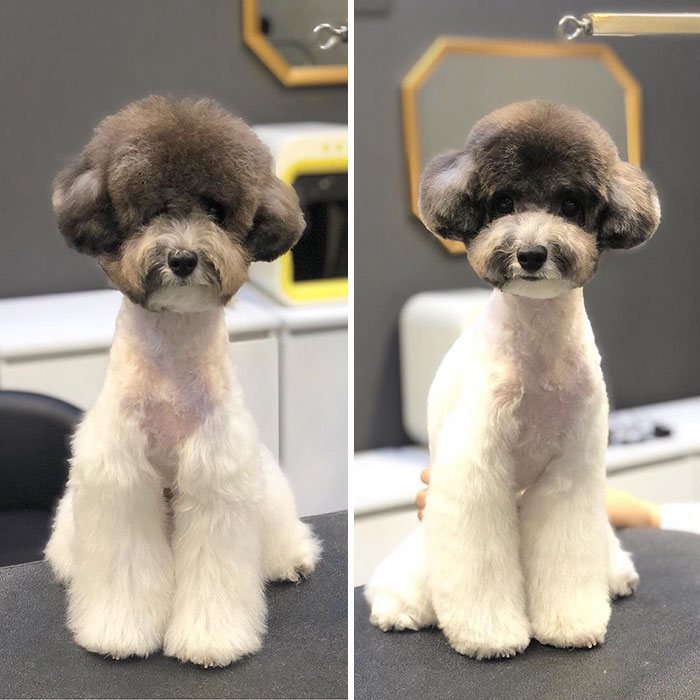 Dogs-Haircut-Before-After-Groomer-Shu-And-Tree