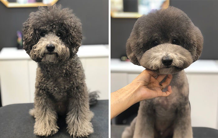 Dogs-Haircut-Before-After-Groomer-Shu-And-Tree