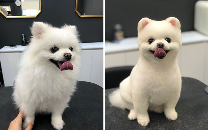 Dogs-Haircut-Before-After-Groomer-Shu-And-Tree