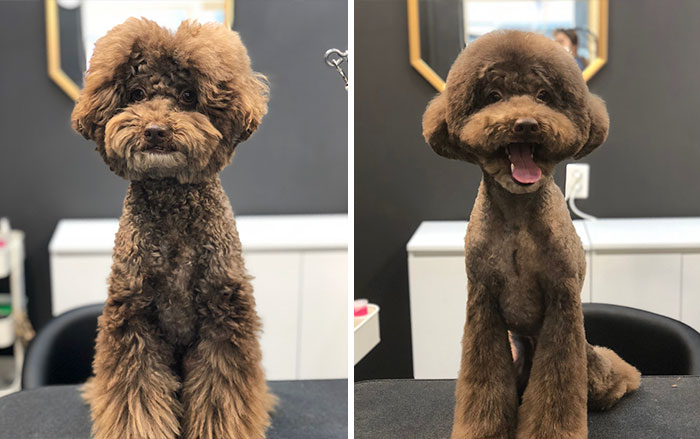 Dogs-Haircut-Before-After-Groomer-Shu-And-Tree