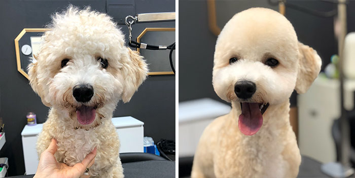 Dogs-Haircut-Before-After-Groomer-Shu-And-Tree