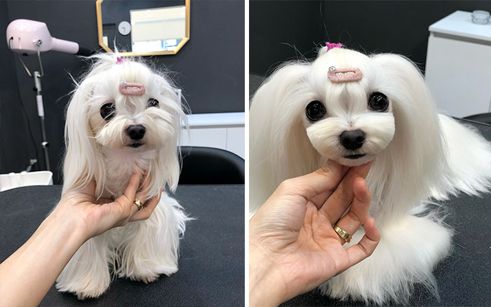 Dogs-Haircut-Before-After-Groomer-Shu-And-Tree