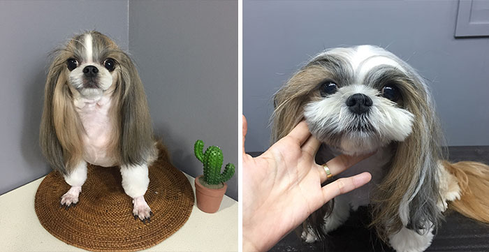 Dogs-Haircut-Before-After-Groomer-Shu-And-Tree