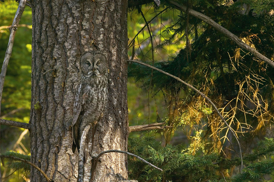 Can You Spot the Hidden Animals in These Photos by Art Wolfe?