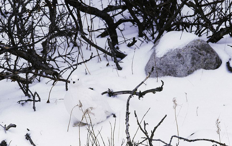 Can You Spot the Hidden Animals in These Photos by Art Wolfe?