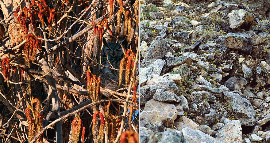 Can You Spot the Hidden Animals in These Photos by Art Wolfe?