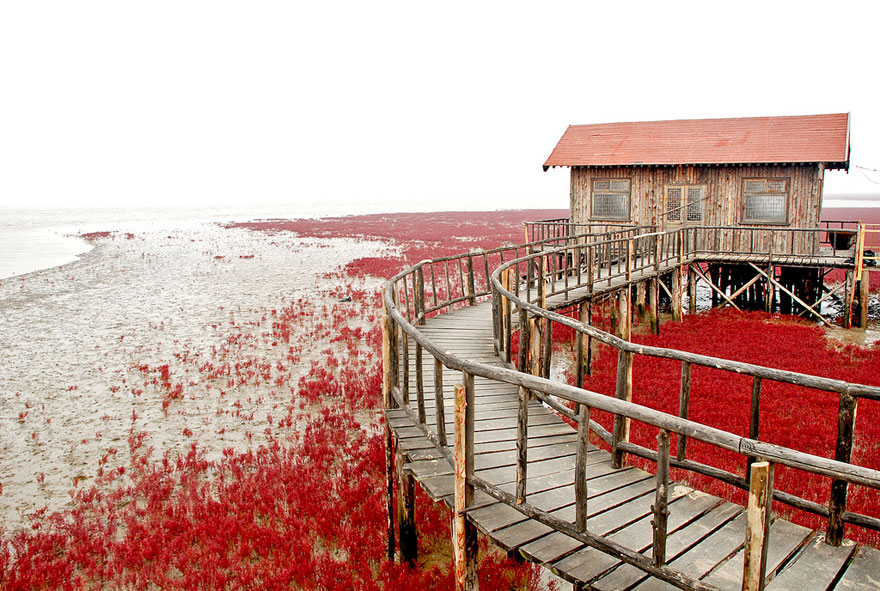 panjin-red-beach-china-10