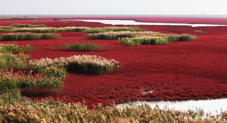 panjin-red-beach-china-2