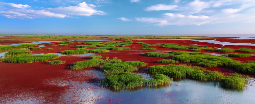 panjin-red-beach-china-8