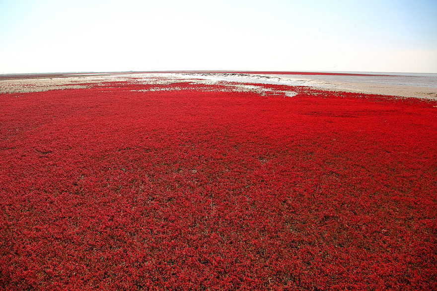 panjin-red-beach-china-9