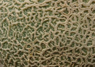 Melon Skin Texture