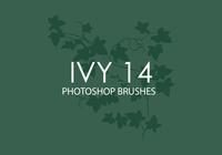 Ivy Photoshop Brushes 14