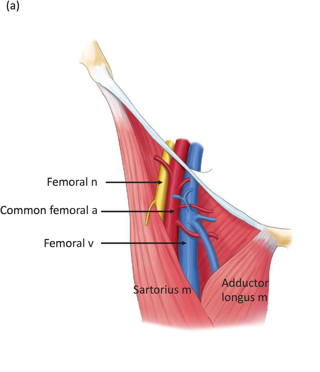 Femoral Artery Anatomy Diagram