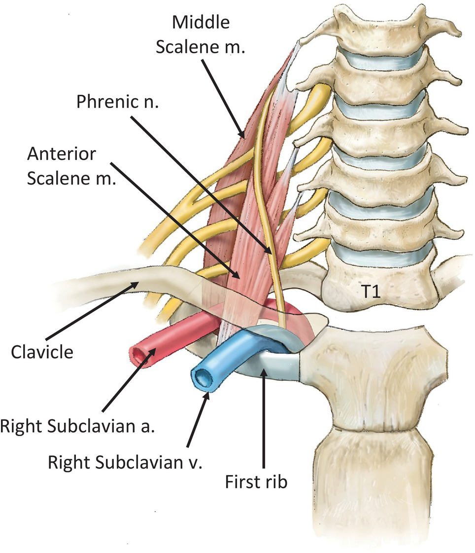 Subclavian Artery And Vein