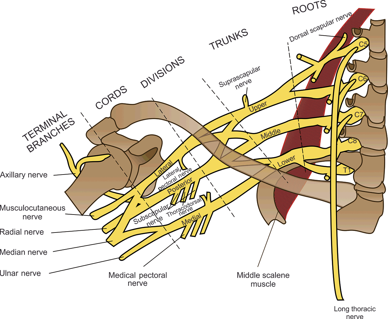 Long Thoracic Nerve Diagram