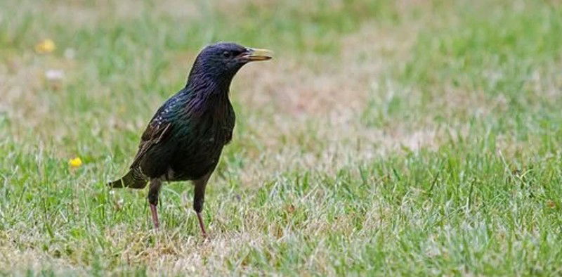 5 Jenis Burung Jalak yang Bisa Dipelihara di Rumah