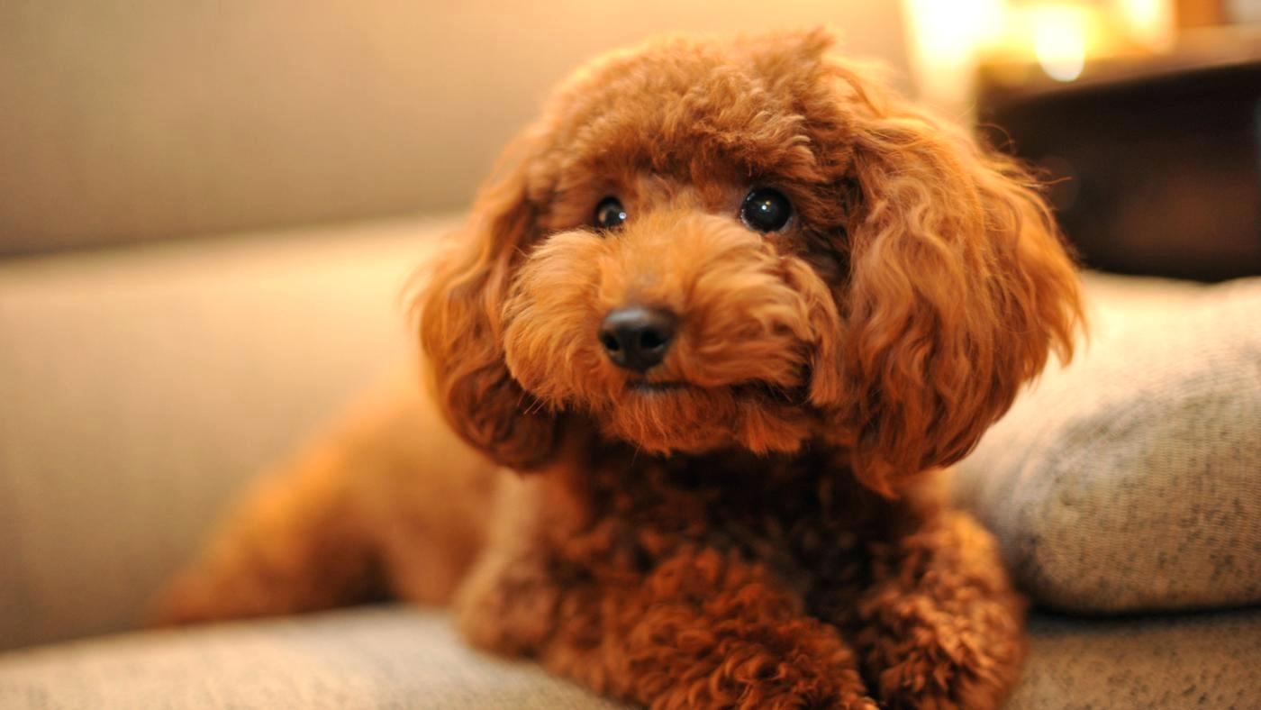 Chó Poodle giá bao nhiêu? Các yếu tố quyết định giá chó Poodle