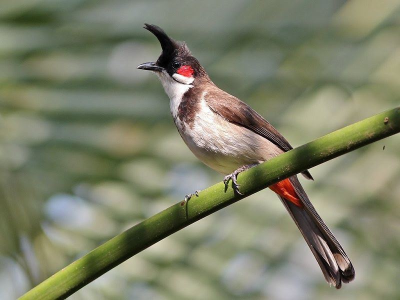 Cách Nuôi Chim Chào Mào Khỏe Mạnh, Hót Hay Đúng Kỹ Thuật