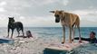 Trailer Marmaduke