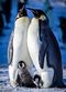 Film Snow Chick: A Penguin's Tale