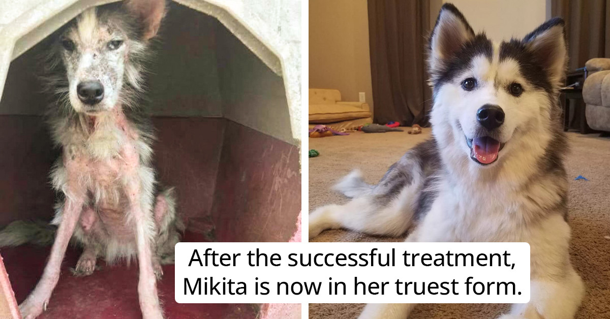 Furless Rescue Dog Finally Gets Adopted And Recovers To Become The Fluffiest Angel