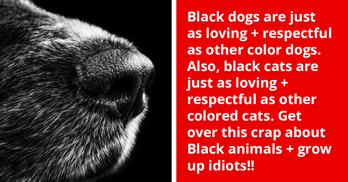 Dog Lovers Shatter Online User's Belief That Black Dogs Are More Dangerous Than White Ones