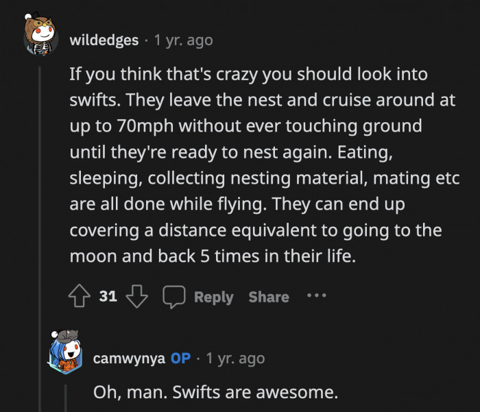 These random facts about birds is about to send me in another research marathon. Anyone else feel the same? No? Just me? Okay.