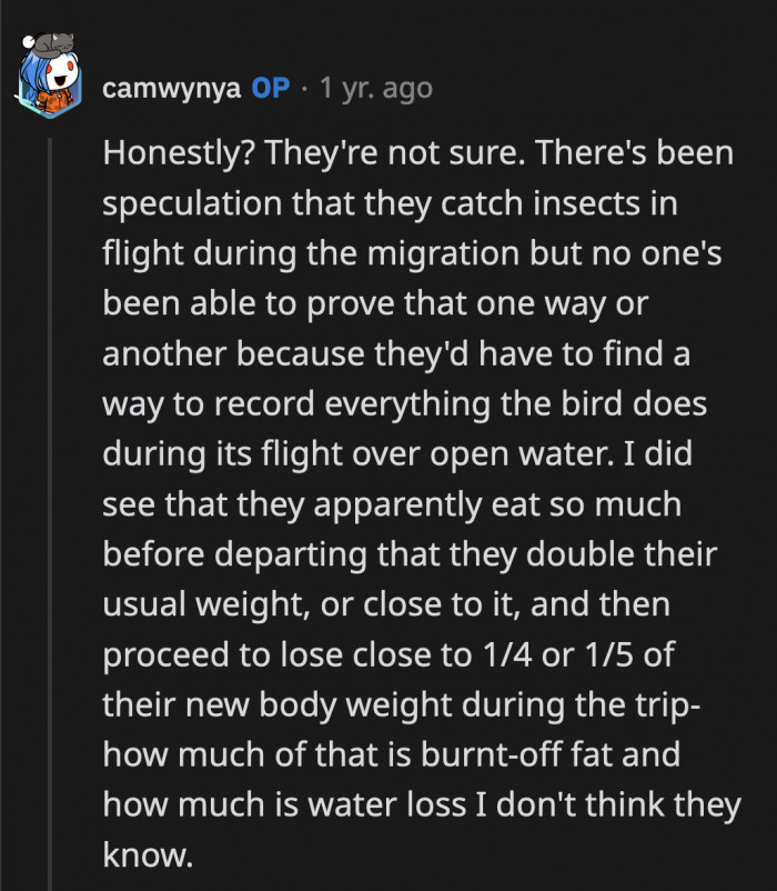 The theory is that the catch small insects mid-flight to sustain them on their long journey but it is pure speculation that's yet to be proven