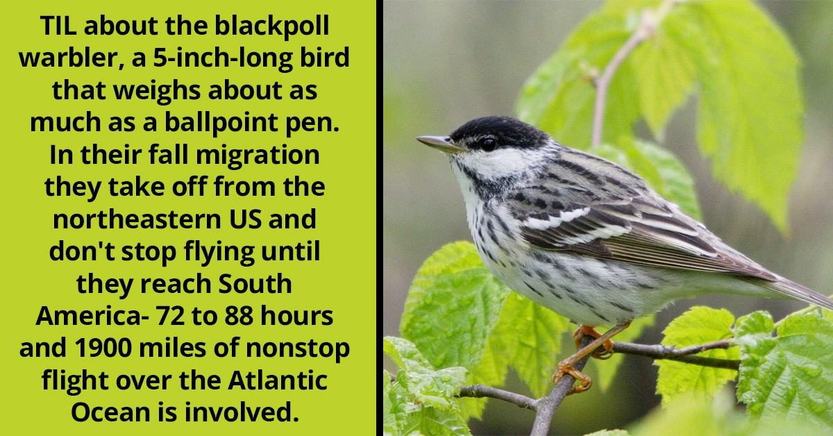 The Blackpoll Warbler Is No Simple Songbird As Proven By Its Incredible 3-day Non-Stop Migration Flight To South America