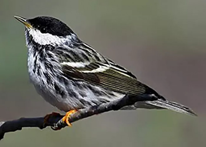 Who would have guessed that behind its unassuming coloring that this bird is as incredible as it is?