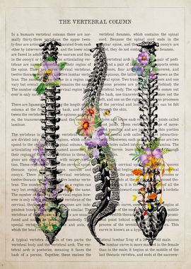 Vertebral Column Anatomy