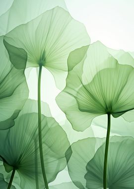 Lotus leaves