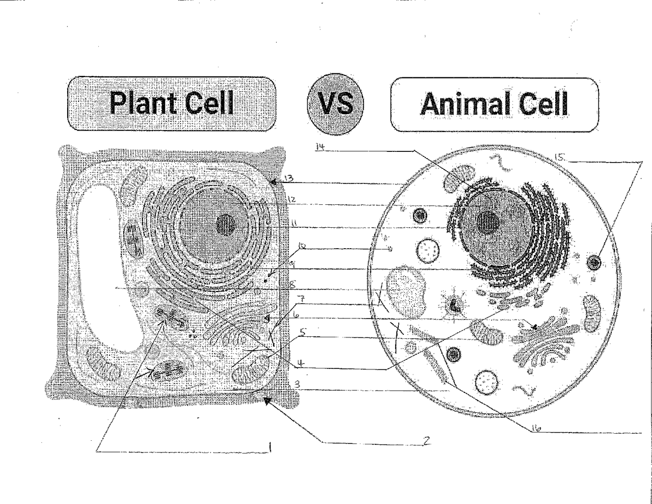 Animal vs. Plant Cell Diagram | Assignments Biology | Docsity